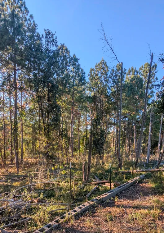 brush removal services westville sc